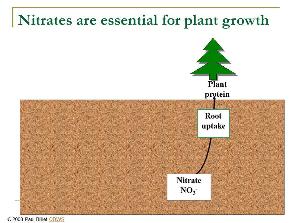 Nitrates are essential for plant growth Root uptake Nitrate NO3- © 2008 Paul Billiet